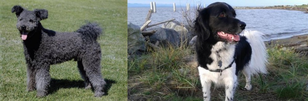 Stabyhoun vs Pumi - Breed Comparison