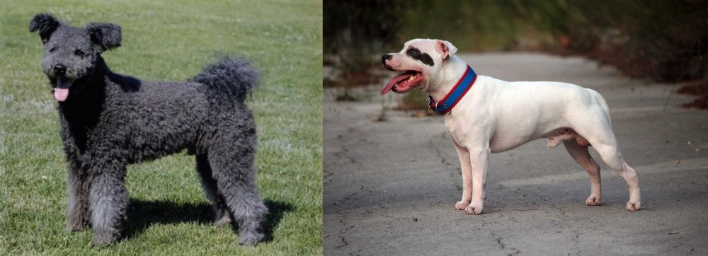 Staffordshire Bull Terrier vs Pumi - Breed Comparison