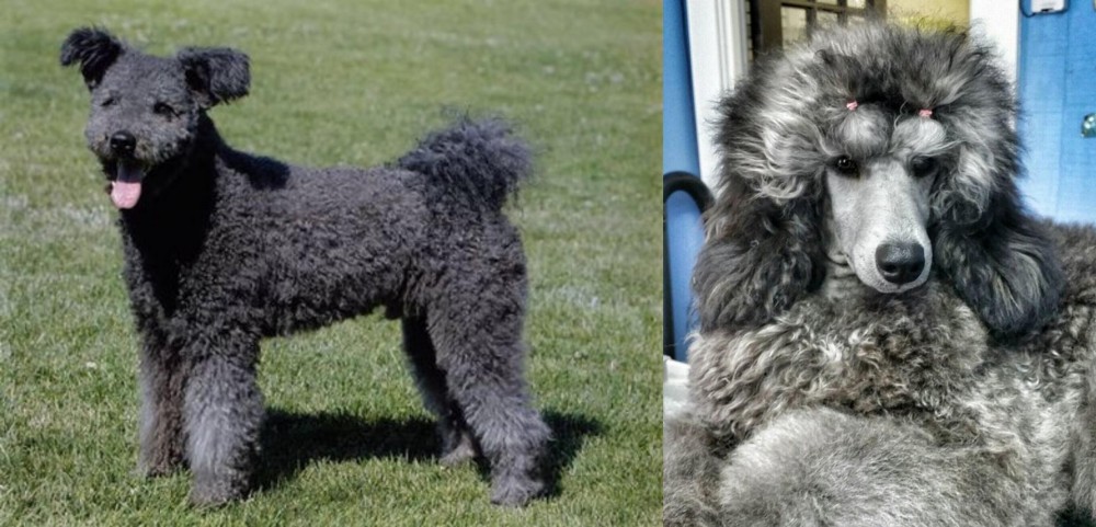 Standard Poodle vs Pumi - Breed Comparison