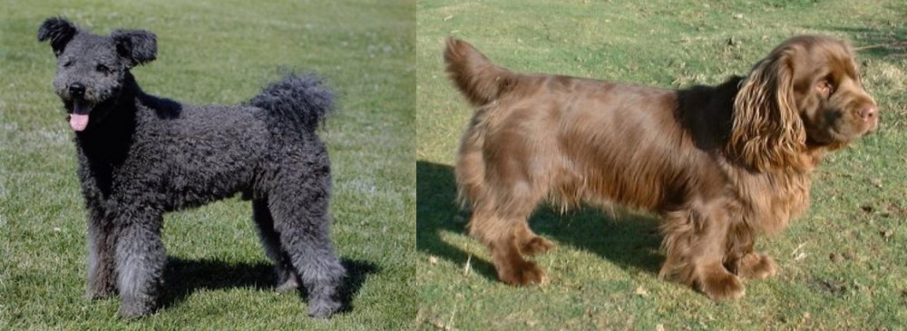 Sussex Spaniel vs Pumi - Breed Comparison