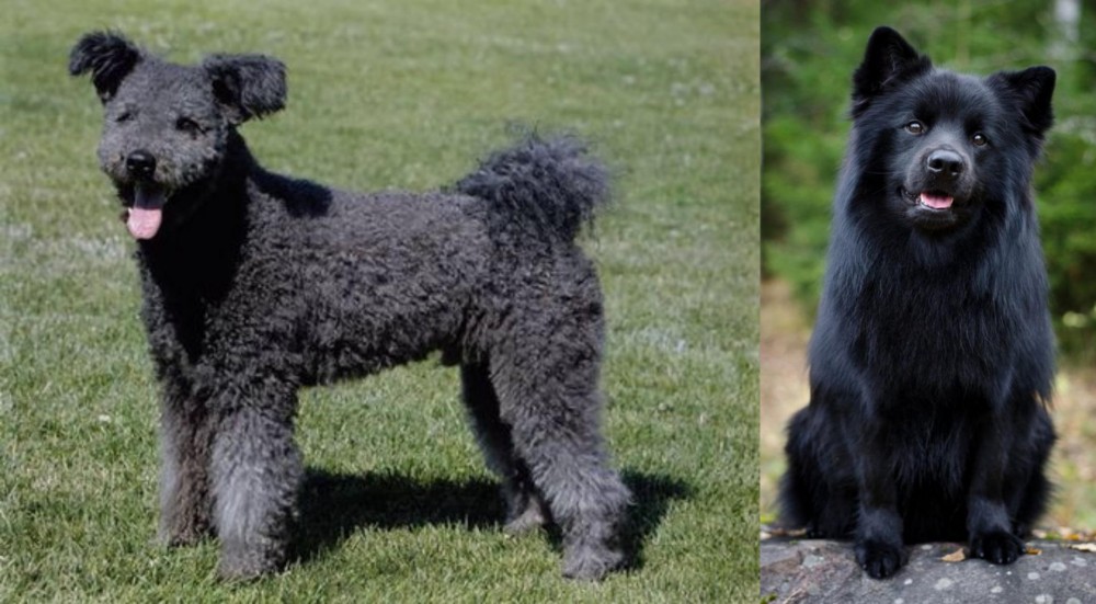 Swedish Lapphund vs Pumi - Breed Comparison
