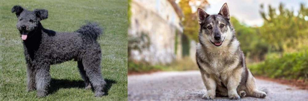 Swedish Vallhund vs Pumi - Breed Comparison