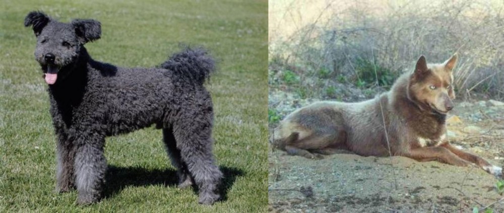 Tahltan Bear Dog vs Pumi - Breed Comparison