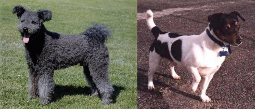 Teddy Roosevelt Terrier vs Pumi - Breed Comparison