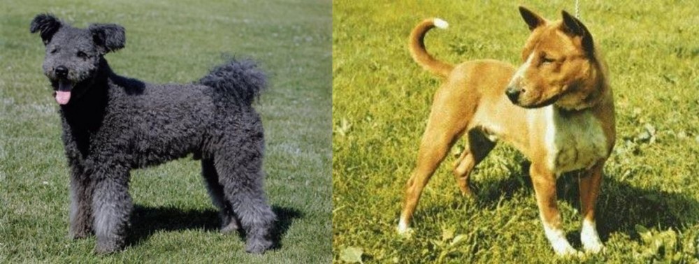 Telomian vs Pumi - Breed Comparison