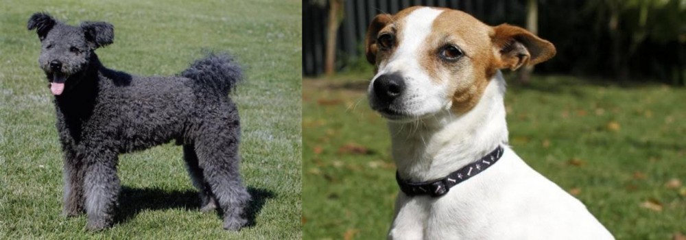 Tenterfield Terrier vs Pumi - Breed Comparison