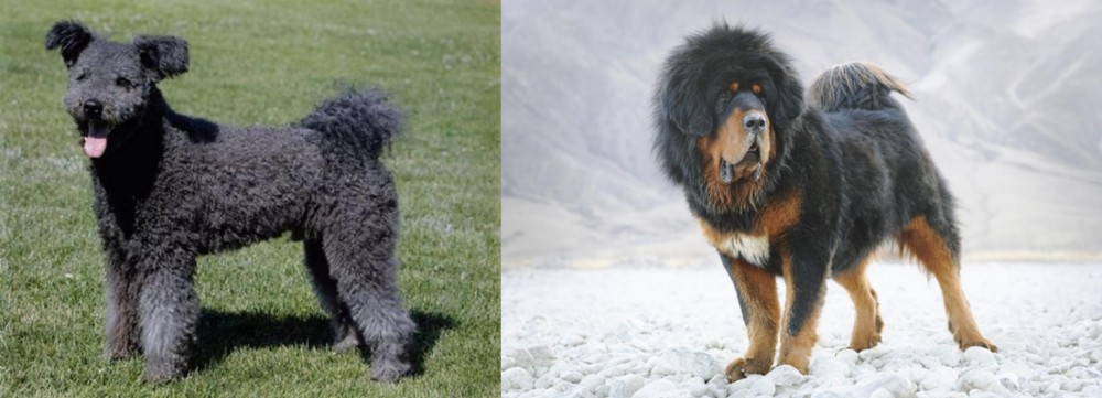 Tibetan Mastiff vs Pumi - Breed Comparison