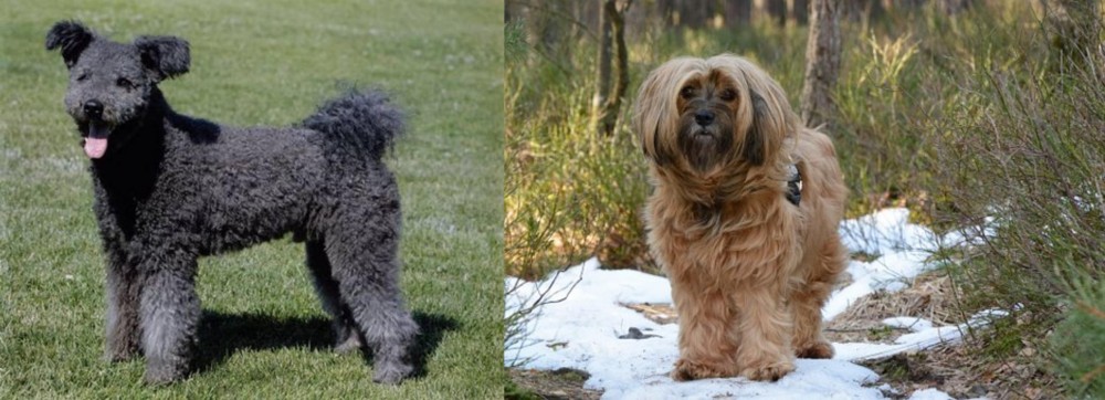 Tibetan Terrier vs Pumi - Breed Comparison