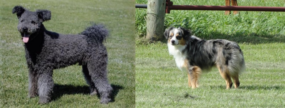Toy Australian Shepherd vs Pumi - Breed Comparison