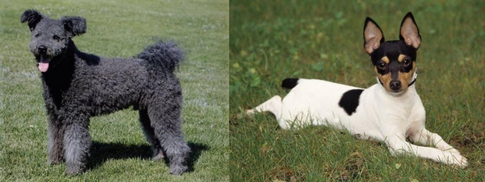 Toy Fox Terrier vs Pumi - Breed Comparison