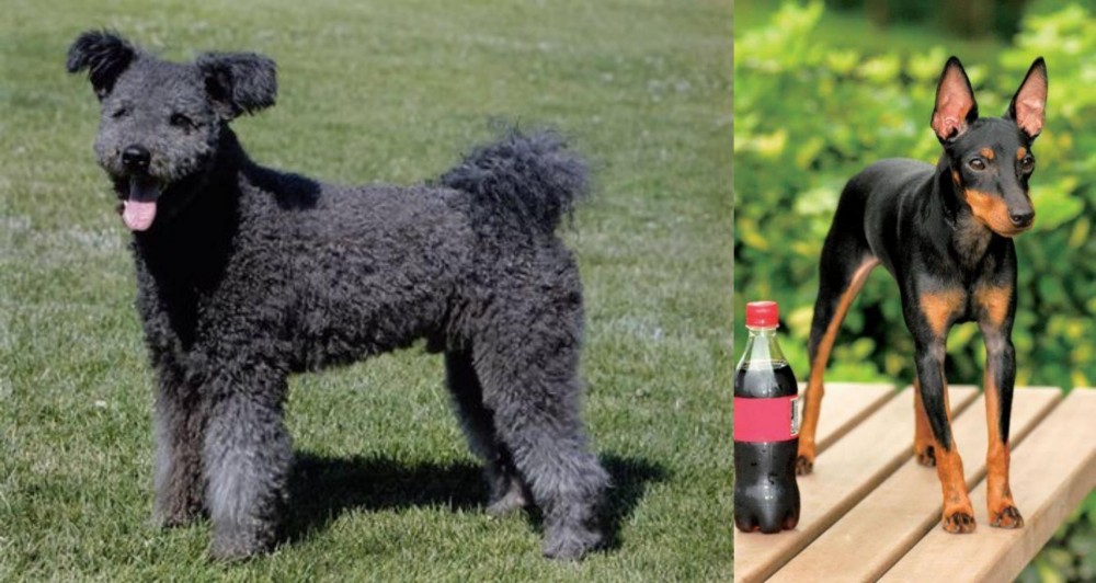 Toy Manchester Terrier vs Pumi - Breed Comparison