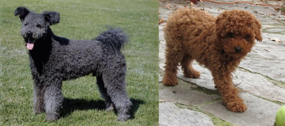 Toy Poodle vs Pumi - Breed Comparison
