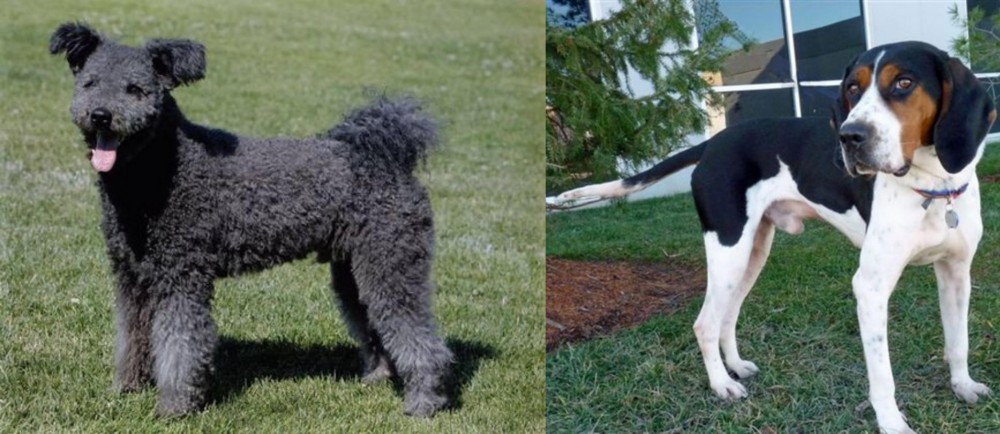 Treeing Walker Coonhound vs Pumi - Breed Comparison