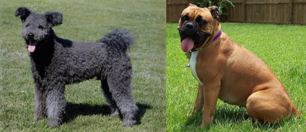 Valley Bulldog vs Pumi - Breed Comparison
