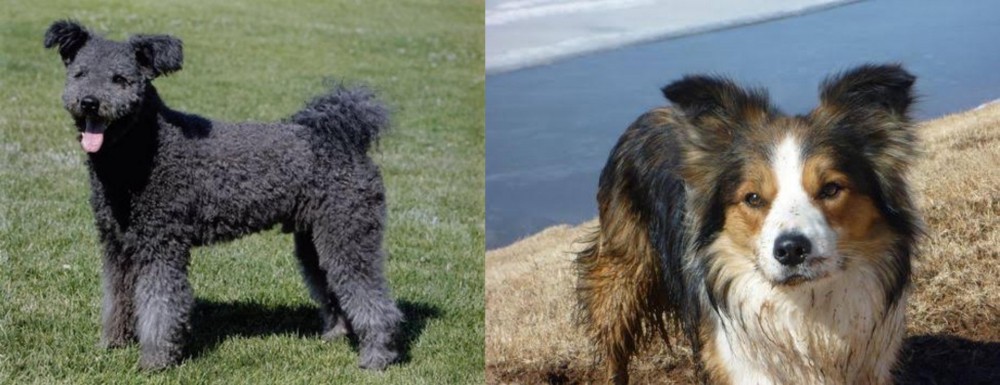 Welsh Sheepdog vs Pumi - Breed Comparison
