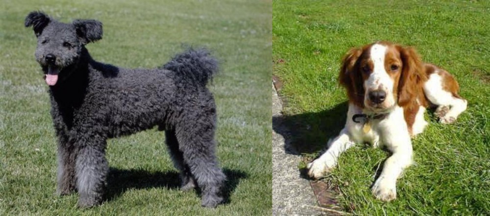 Welsh Springer Spaniel vs Pumi - Breed Comparison