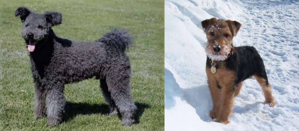 Welsh Terrier vs Pumi - Breed Comparison