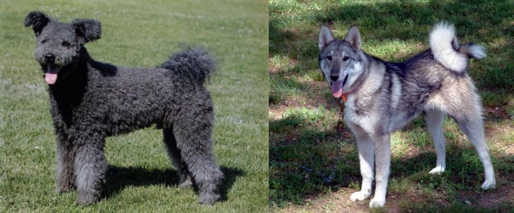 West Siberian Laika vs Pumi - Breed Comparison