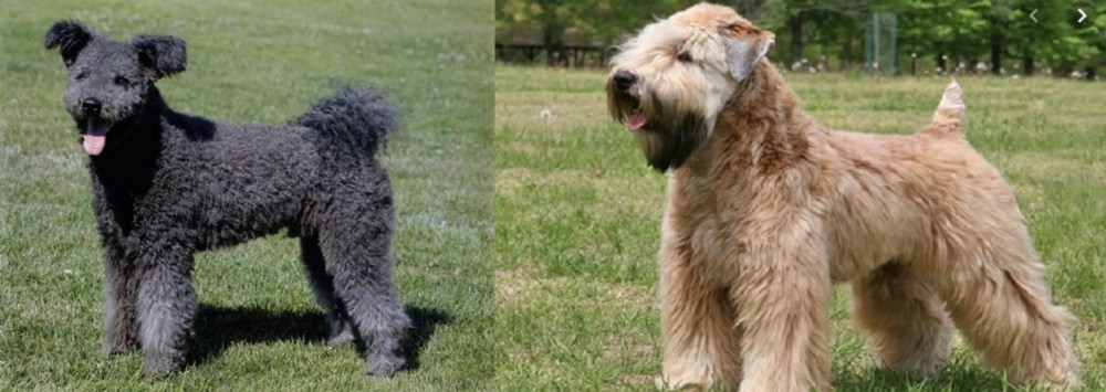 Wheaten Terrier vs Pumi - Breed Comparison
