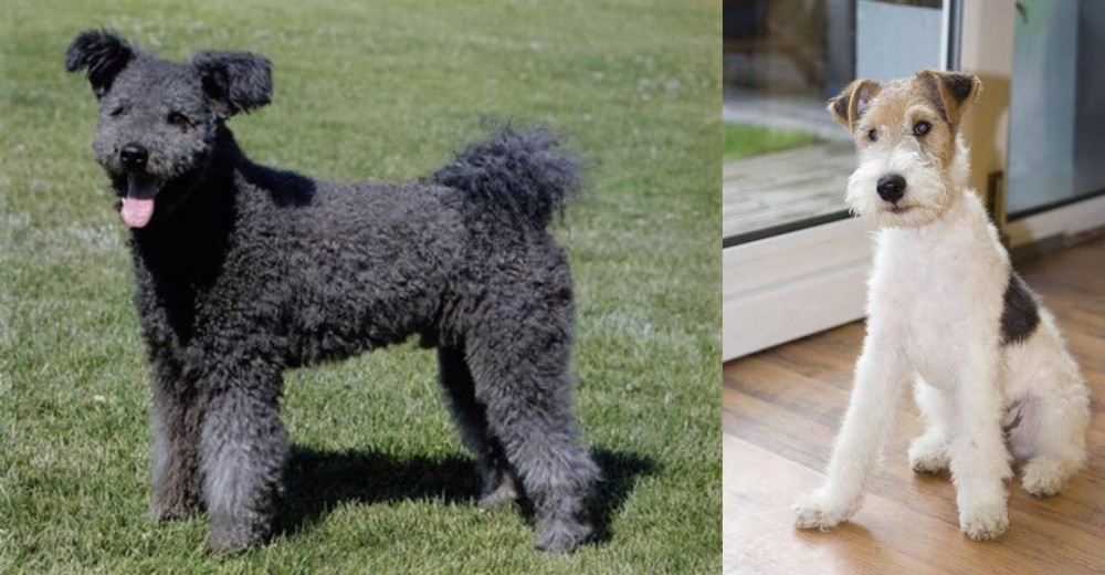 Wire Fox Terrier vs Pumi - Breed Comparison