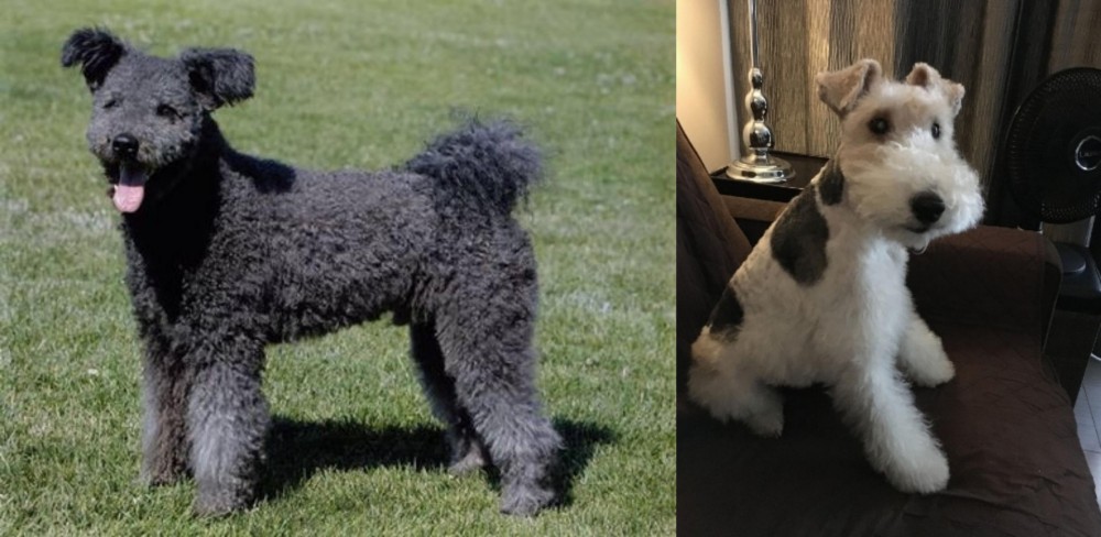 Wire Haired Fox Terrier vs Pumi - Breed Comparison