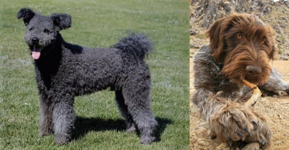 Wirehaired Pointing Griffon vs Pumi - Breed Comparison