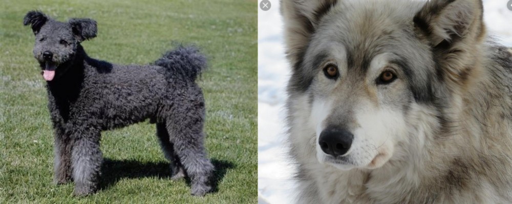 Wolfdog vs Pumi - Breed Comparison