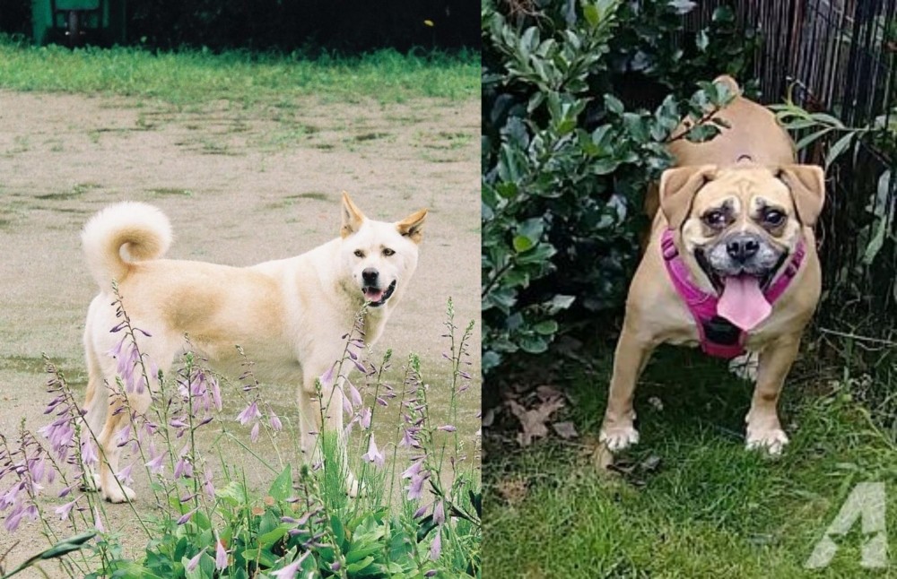 Beabull vs Pungsan Dog - Breed Comparison