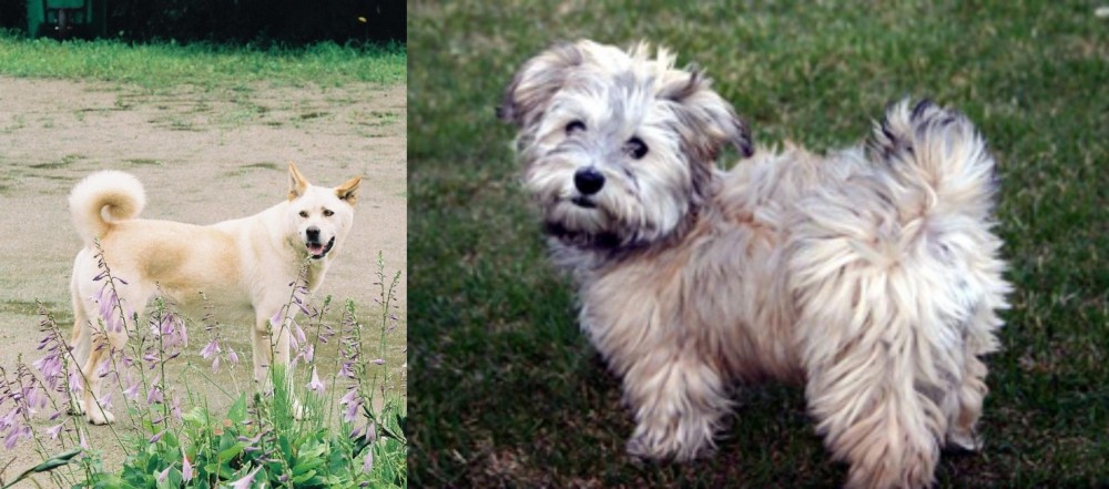 Havapoo vs Pungsan Dog - Breed Comparison