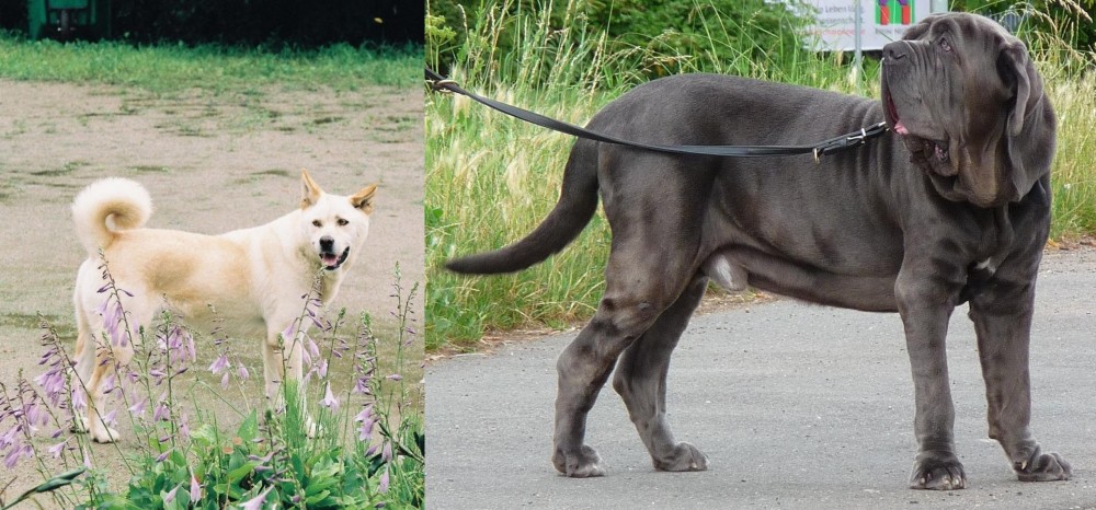 Neapolitan Mastiff vs Pungsan Dog - Breed Comparison