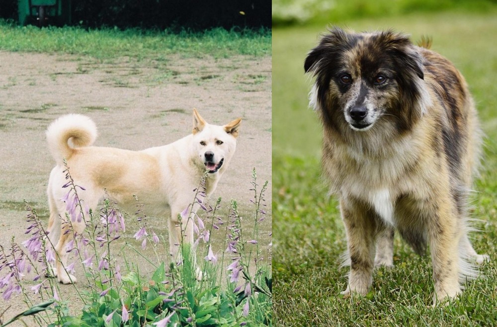 Pyrenean Shepherd vs Pungsan Dog - Breed Comparison
