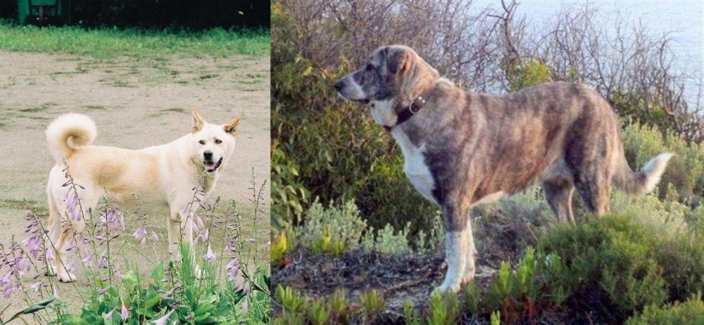 Rafeiro do Alentejo vs Pungsan Dog - Breed Comparison