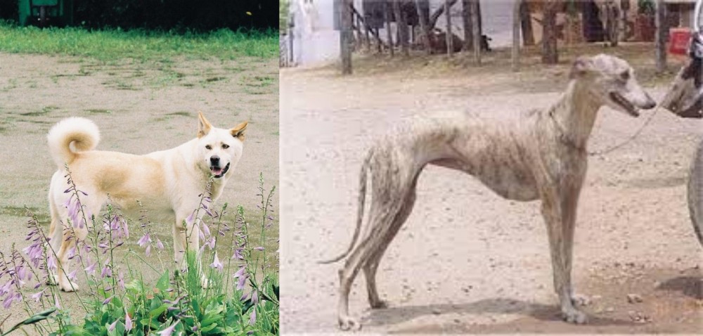 Rampur Greyhound vs Pungsan Dog - Breed Comparison