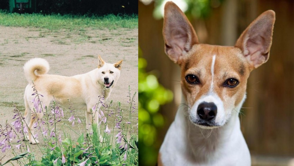 Rat Terrier vs Pungsan Dog - Breed Comparison