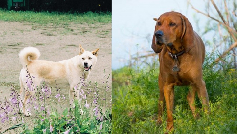 Redbone Coonhound vs Pungsan Dog - Breed Comparison