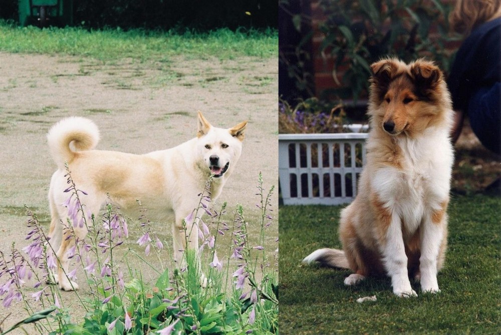 Rough Collie vs Pungsan Dog - Breed Comparison