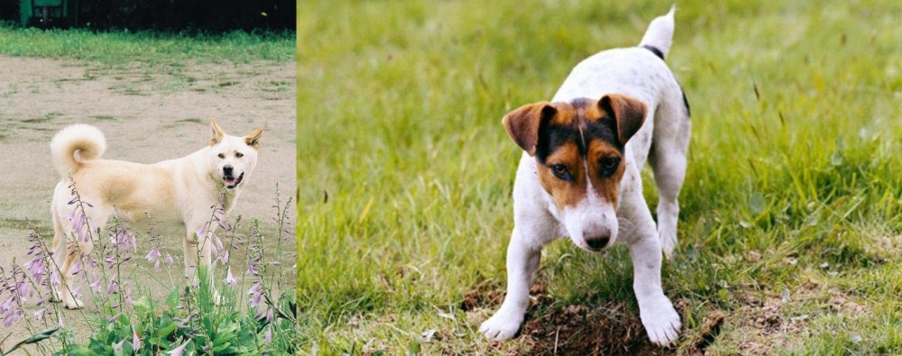 Russell Terrier vs Pungsan Dog - Breed Comparison