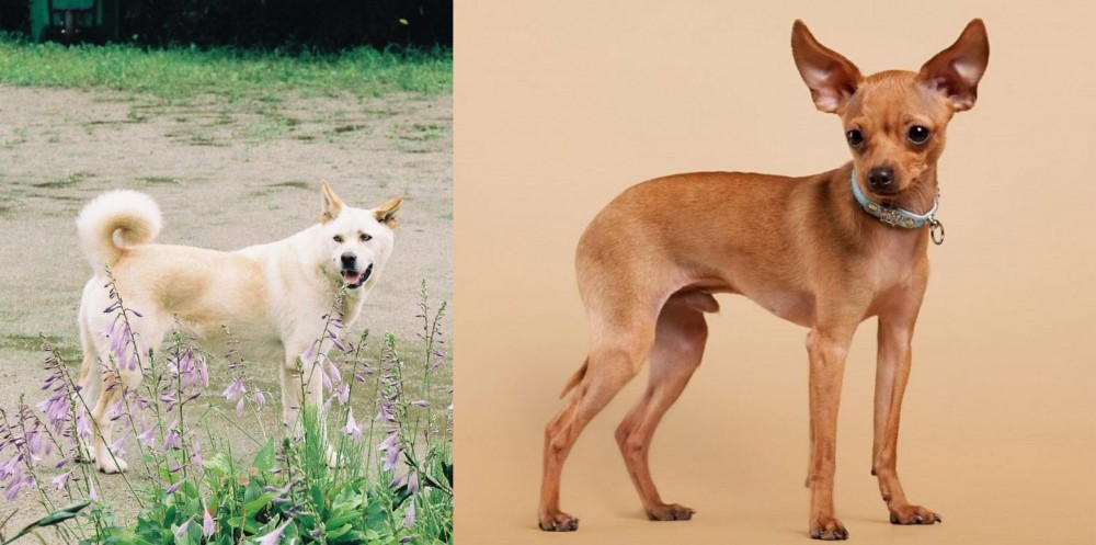 Russian Toy Terrier vs Pungsan Dog - Breed Comparison