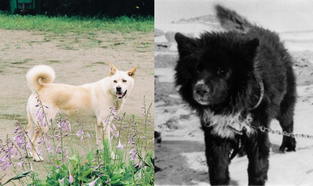 Sakhalin Husky vs Pungsan Dog - Breed Comparison