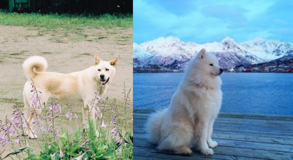 Samoyed vs Pungsan Dog - Breed Comparison