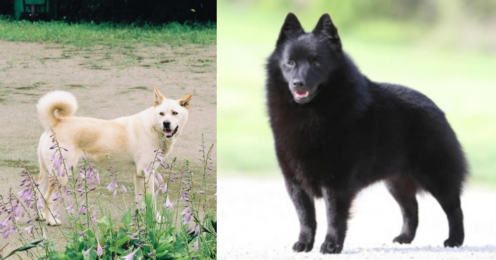 Schipperke vs Pungsan Dog - Breed Comparison