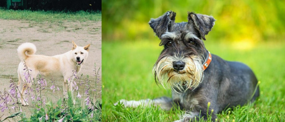 Schnauzer vs Pungsan Dog - Breed Comparison
