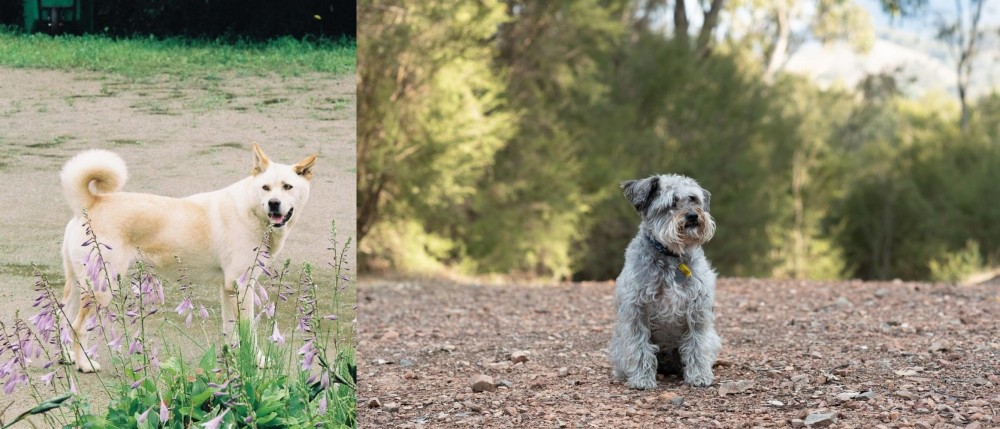 Schnoodle vs Pungsan Dog - Breed Comparison