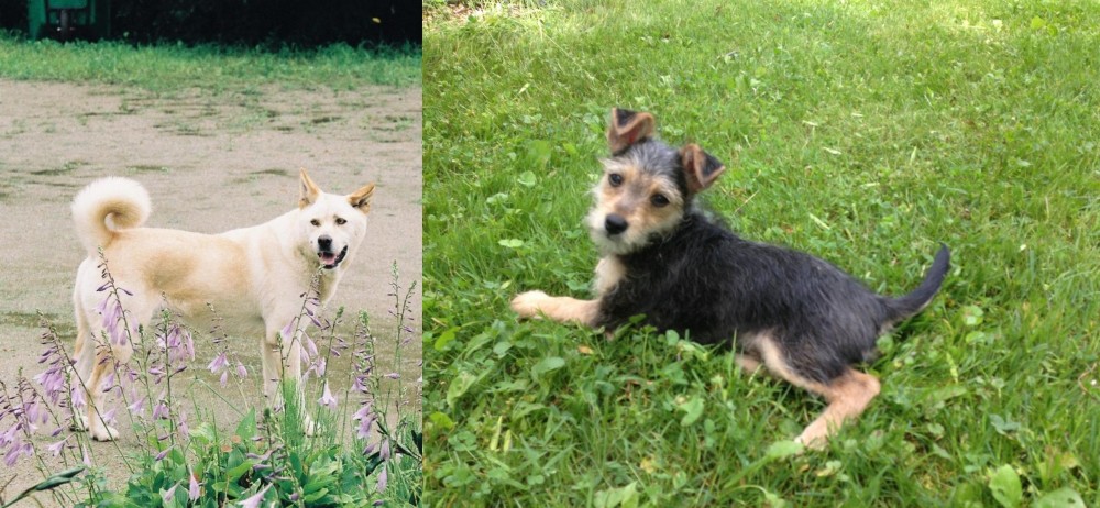 Schnorkie vs Pungsan Dog - Breed Comparison