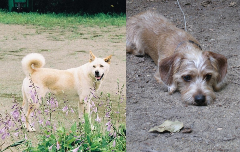 Schweenie vs Pungsan Dog - Breed Comparison