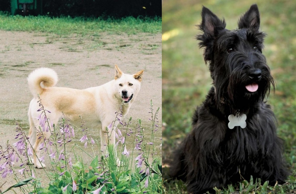 Scoland Terrier vs Pungsan Dog - Breed Comparison