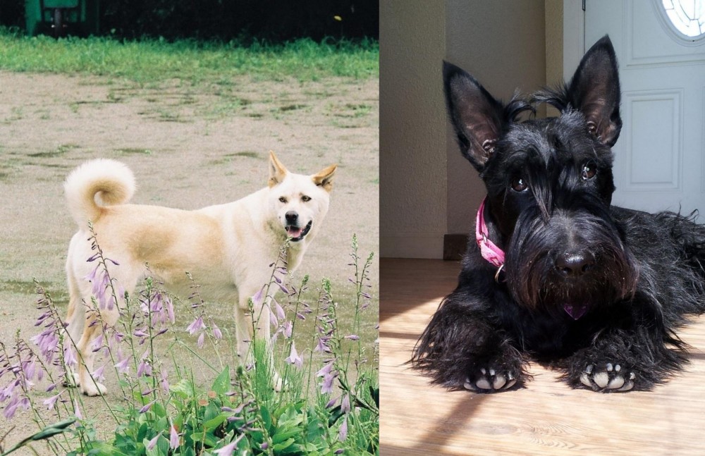 Scottish Terrier vs Pungsan Dog - Breed Comparison