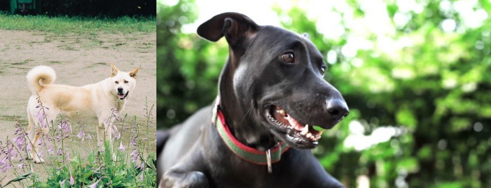 Shepard Labrador vs Pungsan Dog - Breed Comparison