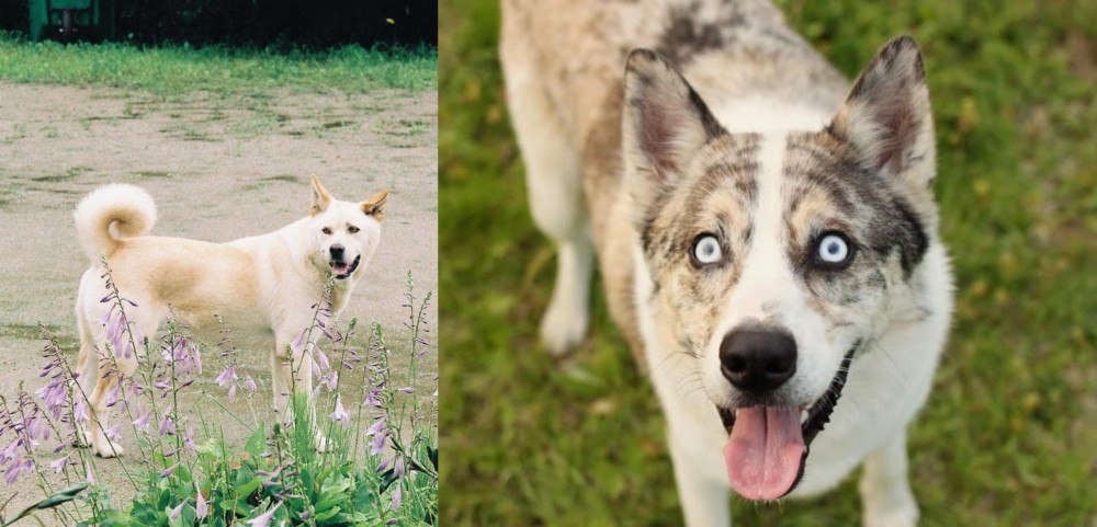 Shepherd Husky vs Pungsan Dog - Breed Comparison