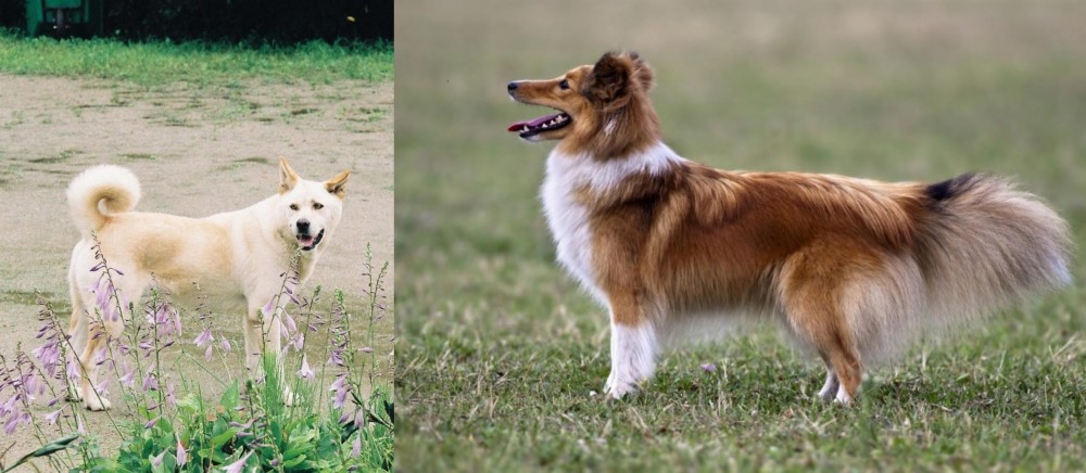 Shetland Sheepdog vs Pungsan Dog - Breed Comparison
